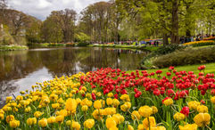 The Keukenhof flower garden in Lisse, Netherlands.