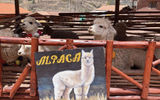 Alpacas in a pen at the Ccaccaccollo Women's Weaving Co-Op.