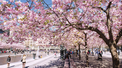 Cherry blossoms in Kungstradgarden in central Stockholm.
