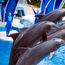 SeaWorld parent changing name to United Parks & Resorts
